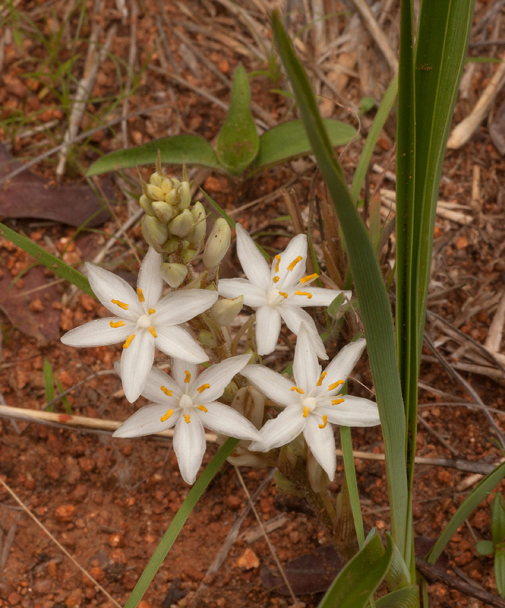 Chlorophytum affine var. curviscapum