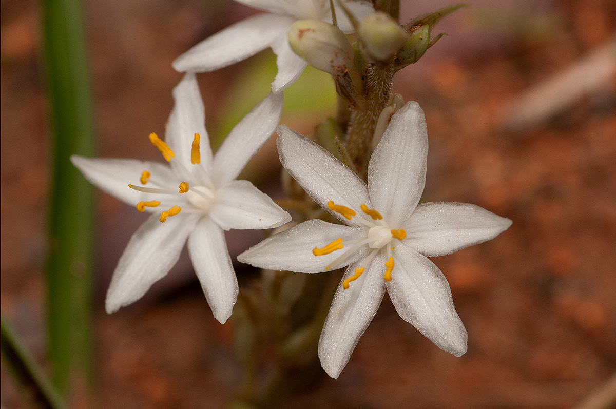 Chlorophytum affine var. curviscapum Chlorophytum affine var. curviscapum