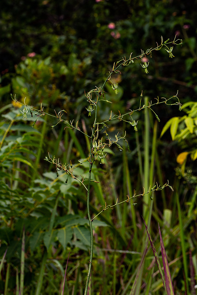 Chlorophytum andongense