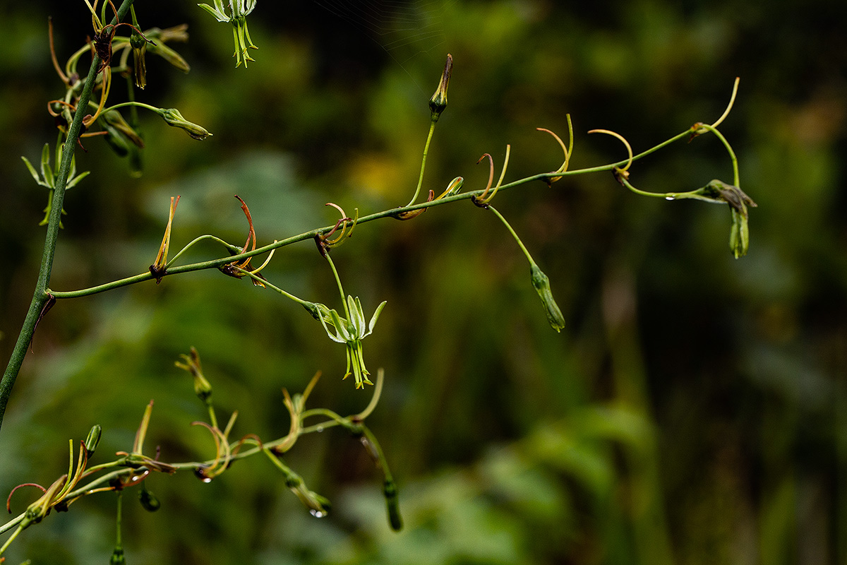 Chlorophytum andongense