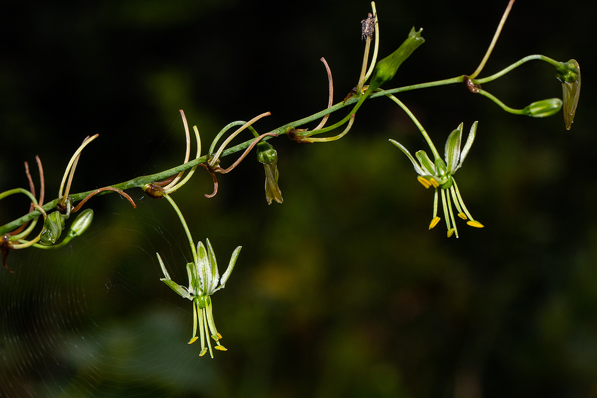 Chlorophytum andongense