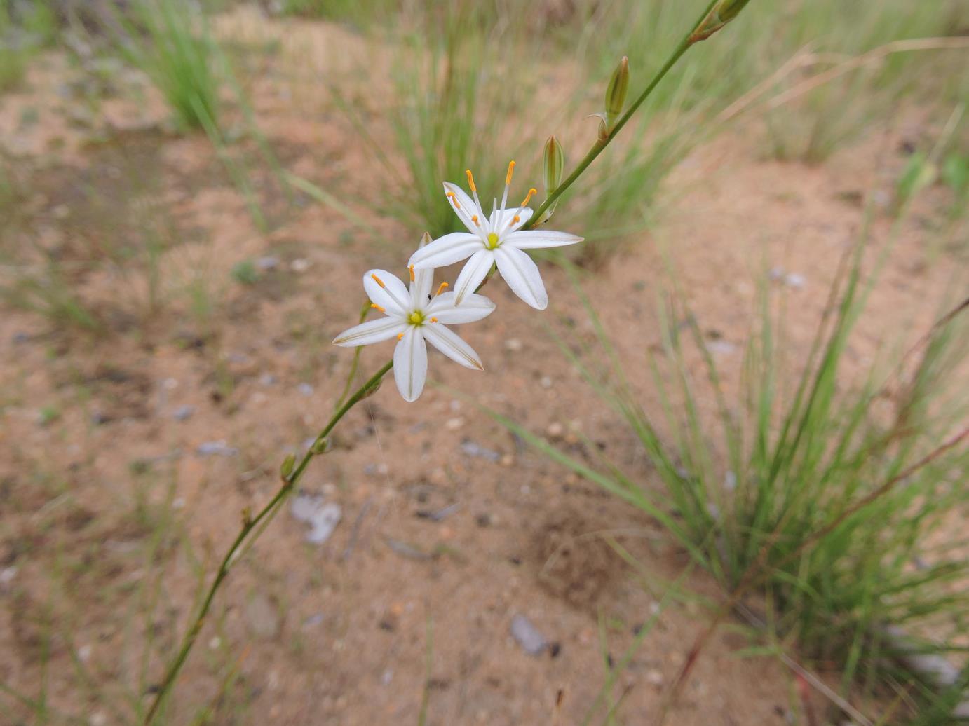 Chlorophytum calyptrocarpum