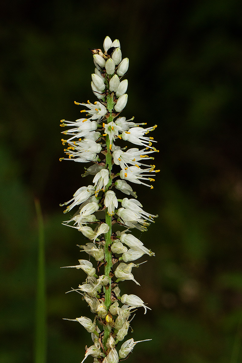 Chlorophytum colubrinum