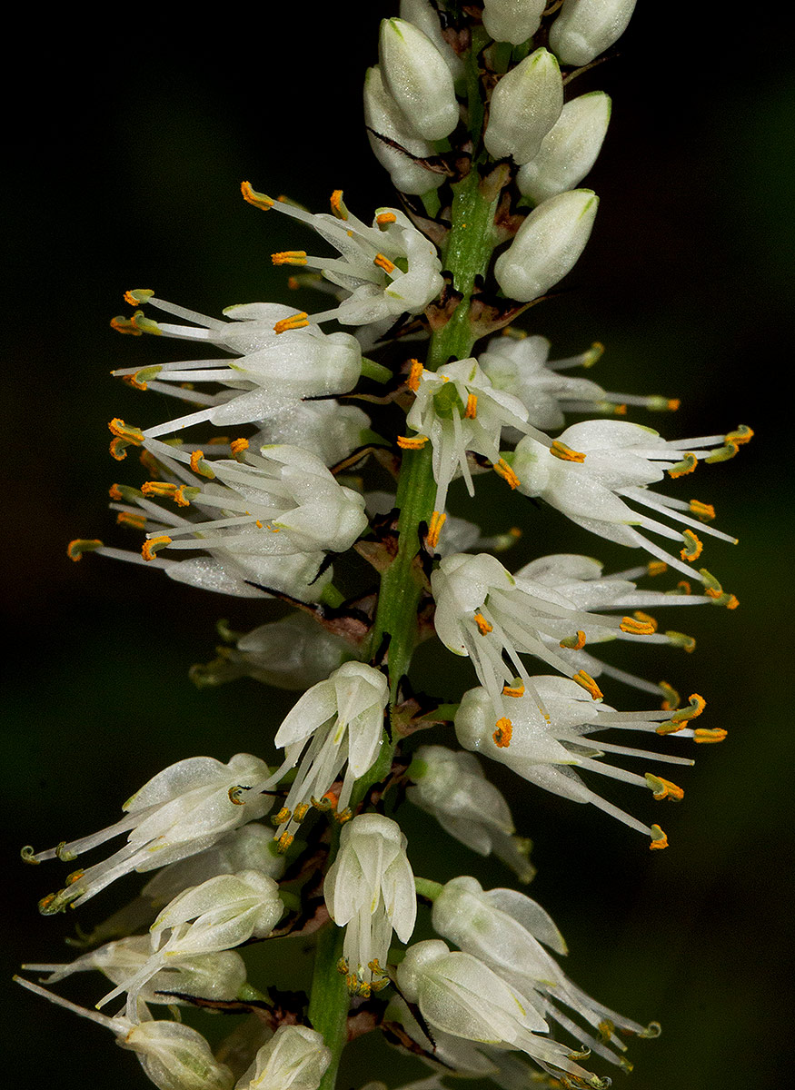 Chlorophytum colubrinum