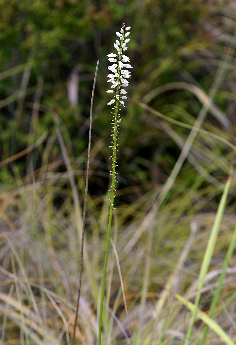 Chlorophytum colubrinum
