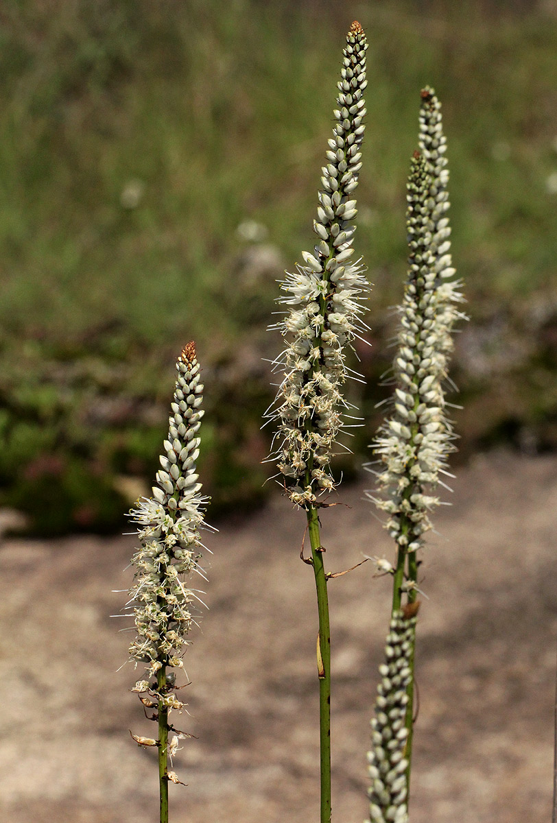 Chlorophytum colubrinum