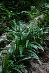 Chlorophytum comosum