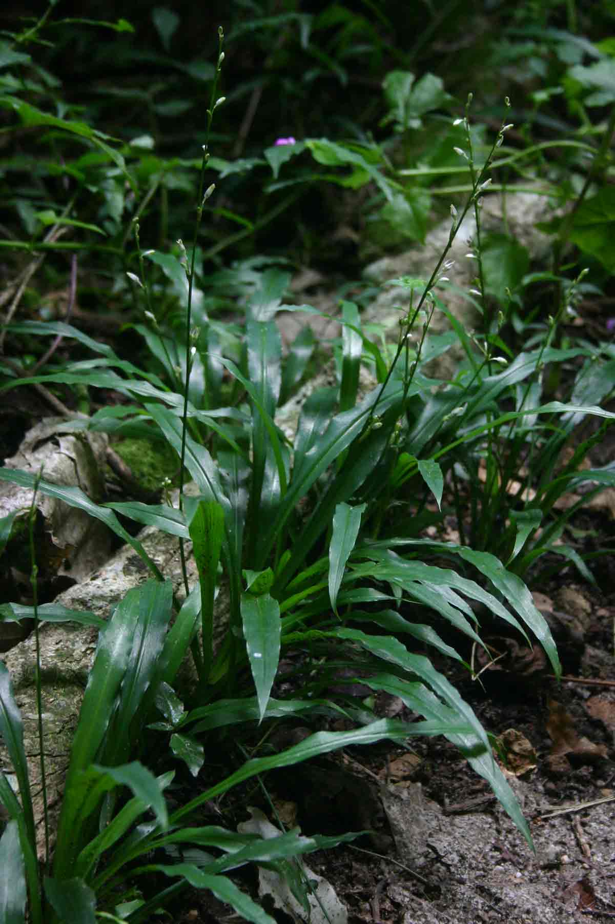 Chlorophytum comosum