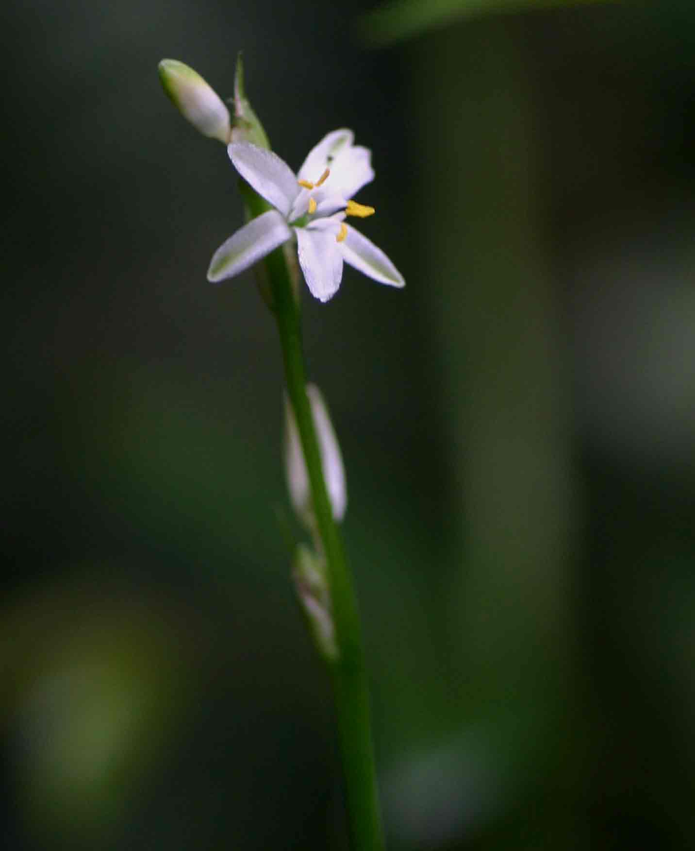 Chlorophytum comosum