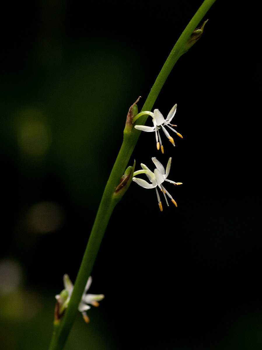 Chlorophytum comosum