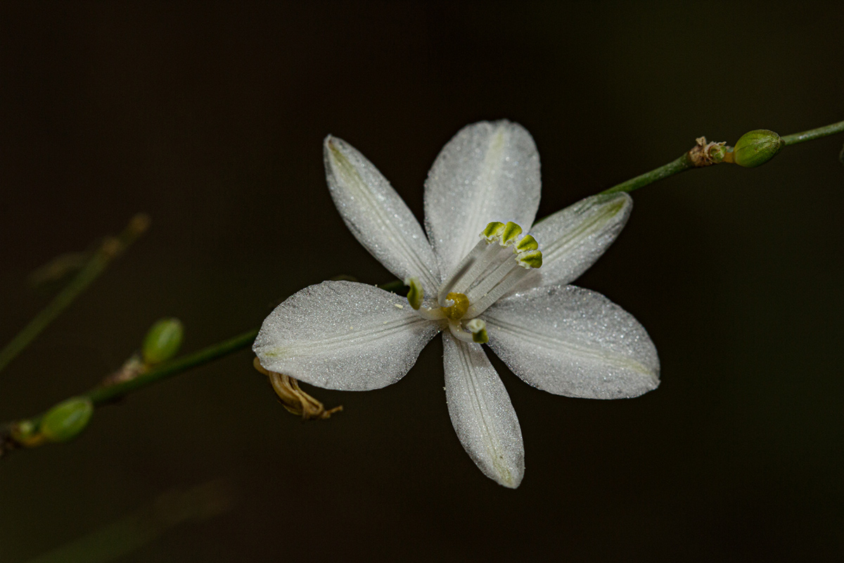 Chlorophytum galpinii var. matabelense Chlorophytum galpinii var. matabelense