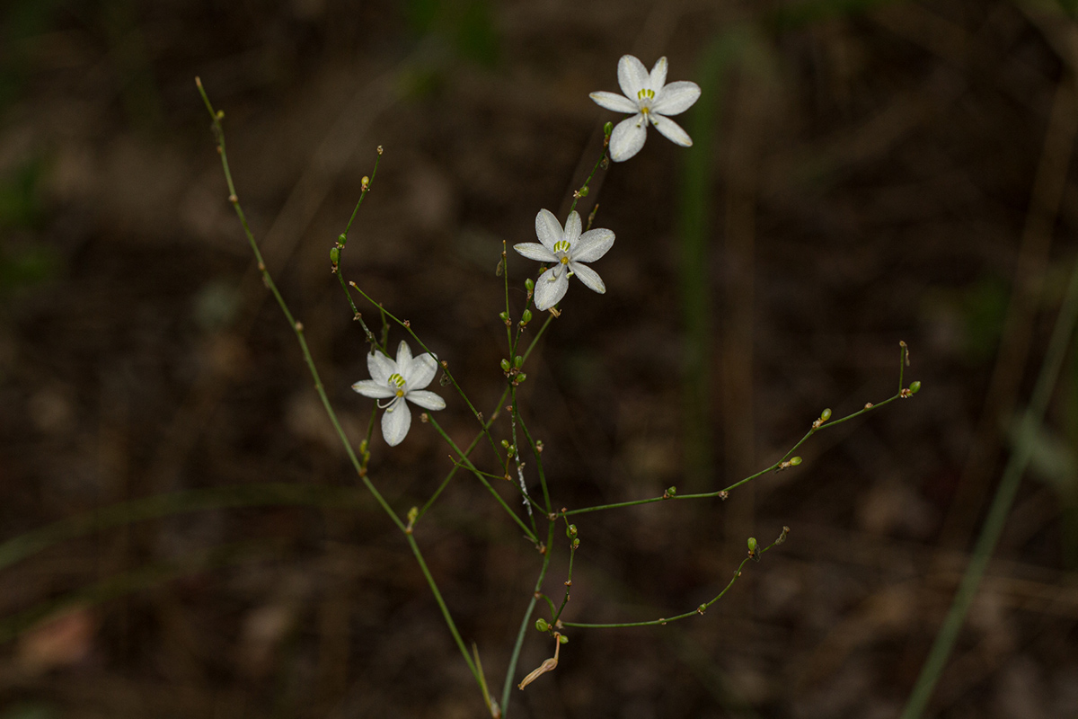 Chlorophytum galpinii var. matabelense Chlorophytum galpinii var. matabelense