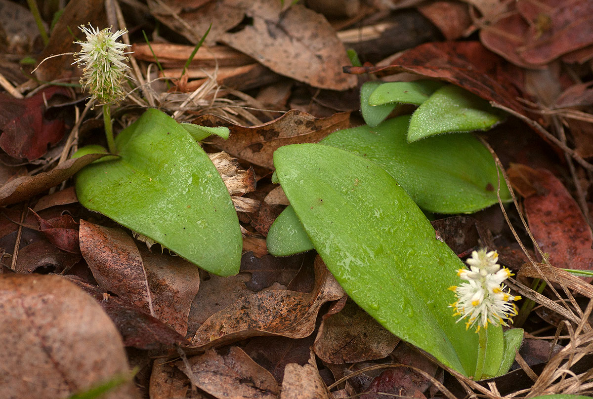Chlorophytum leptoneurum