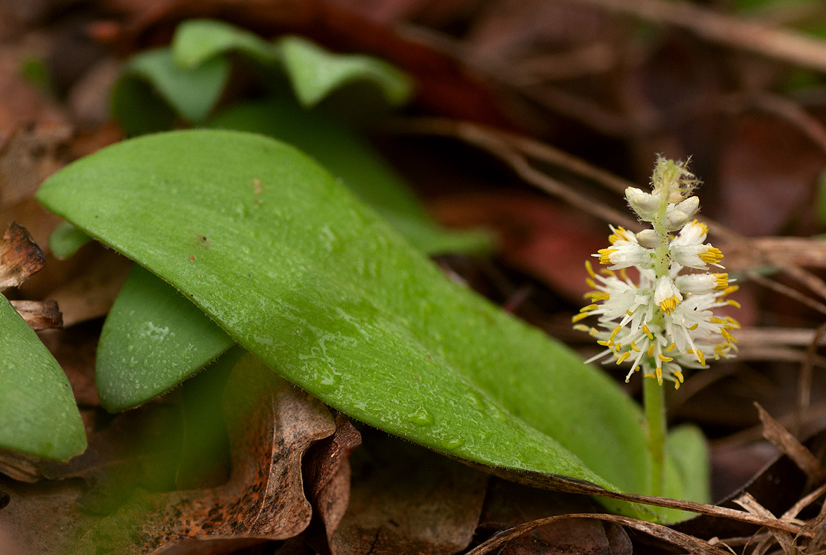 Chlorophytum leptoneurum
