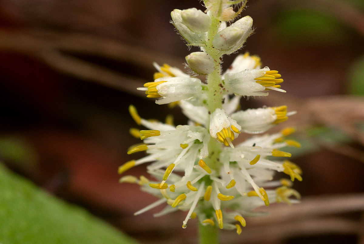 Chlorophytum leptoneurum