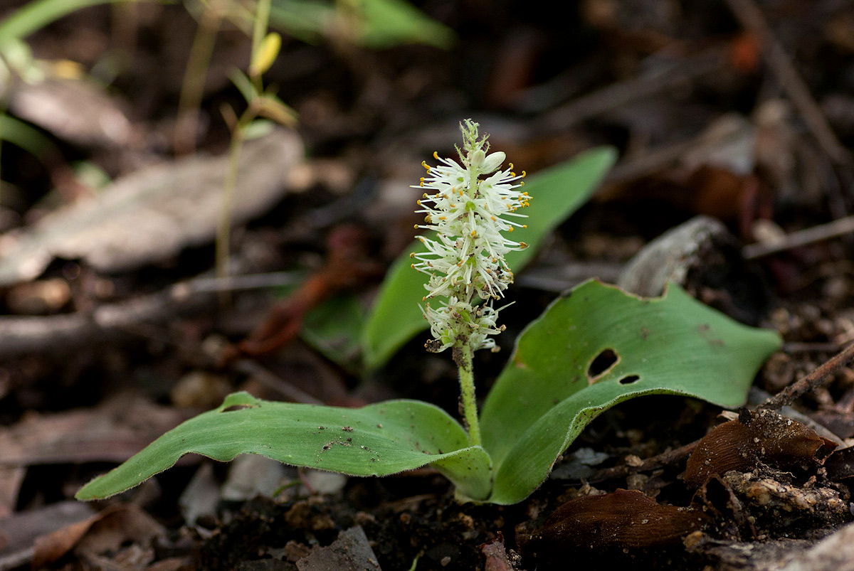 Chlorophytum leptoneurum