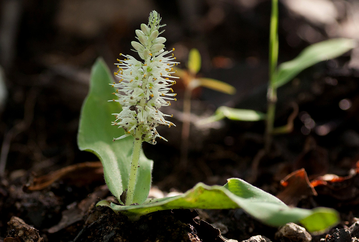 Chlorophytum leptoneurum