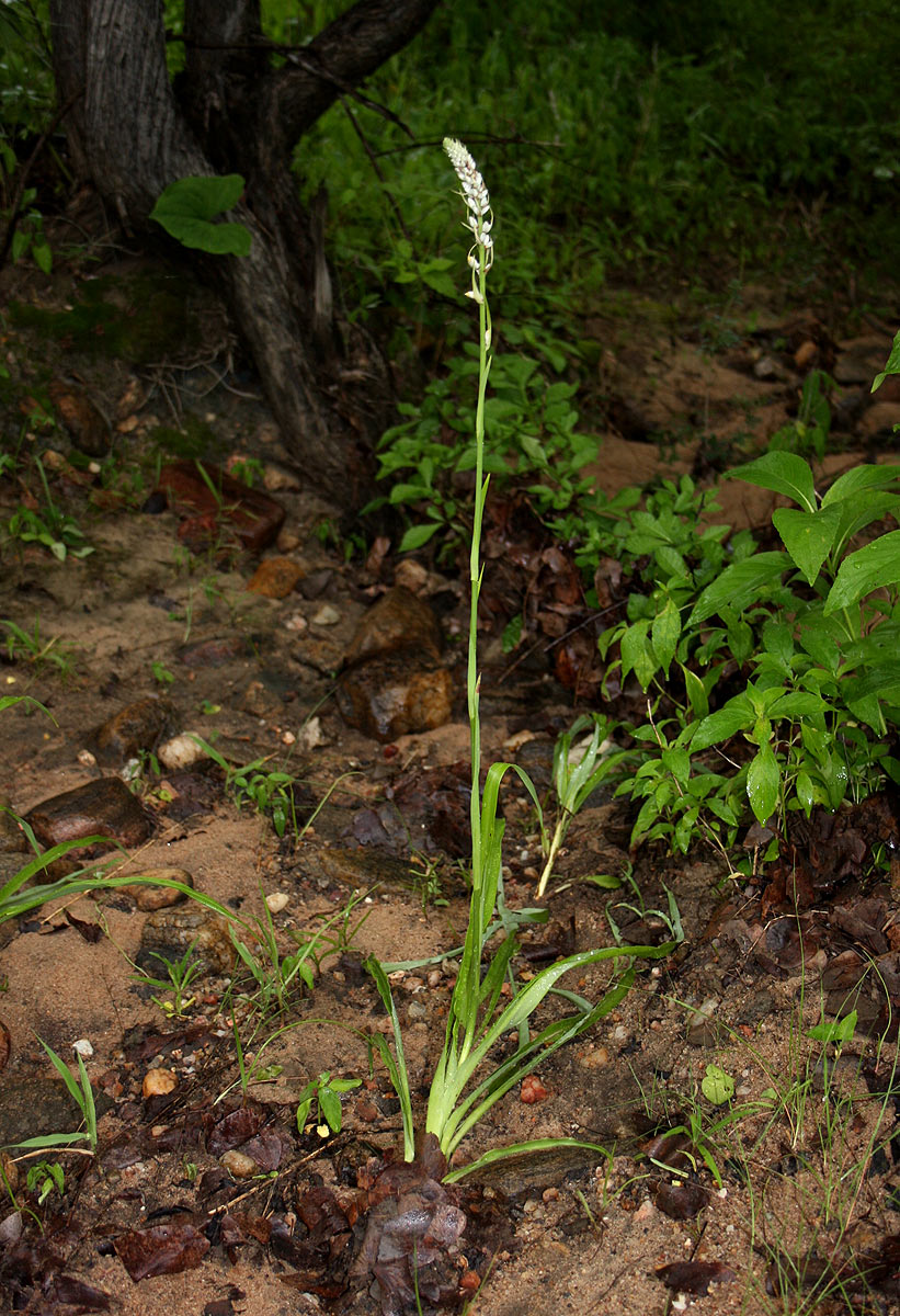 Chlorophytum longifolium