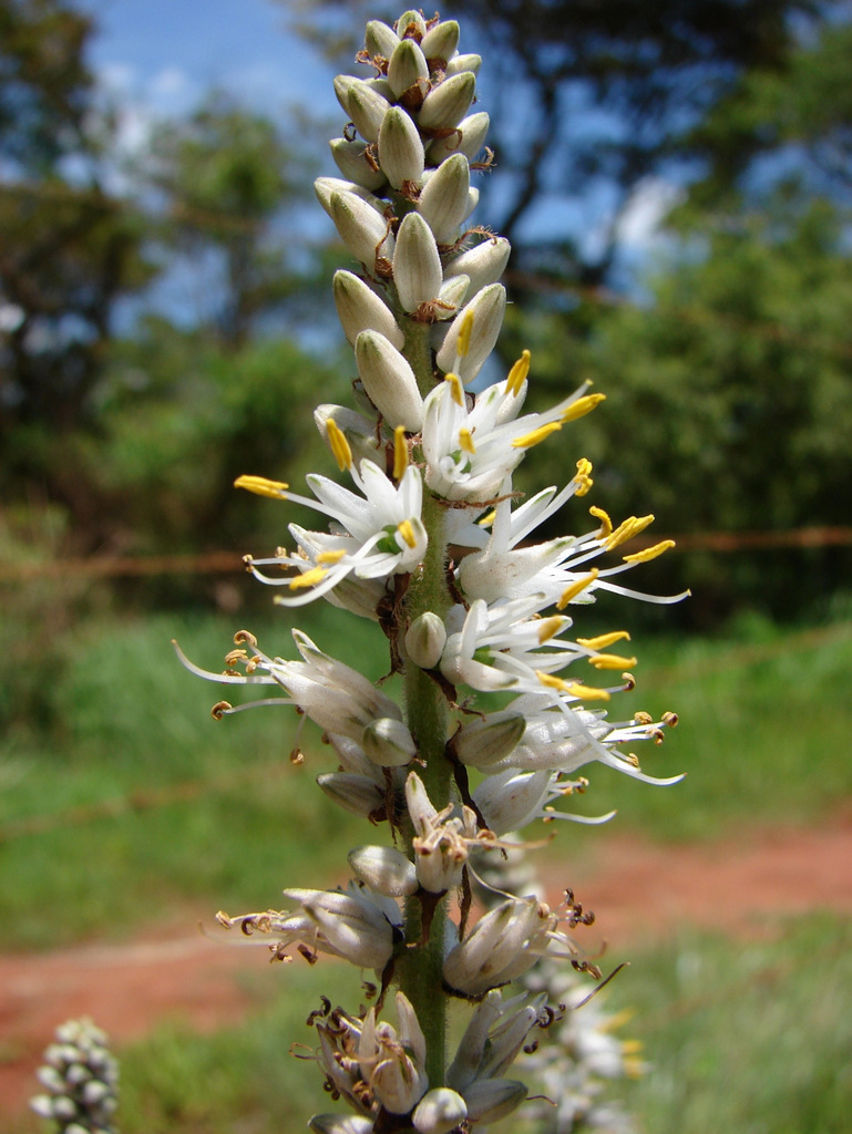 Chlorophytum longifolium Chlorophytum longifolium