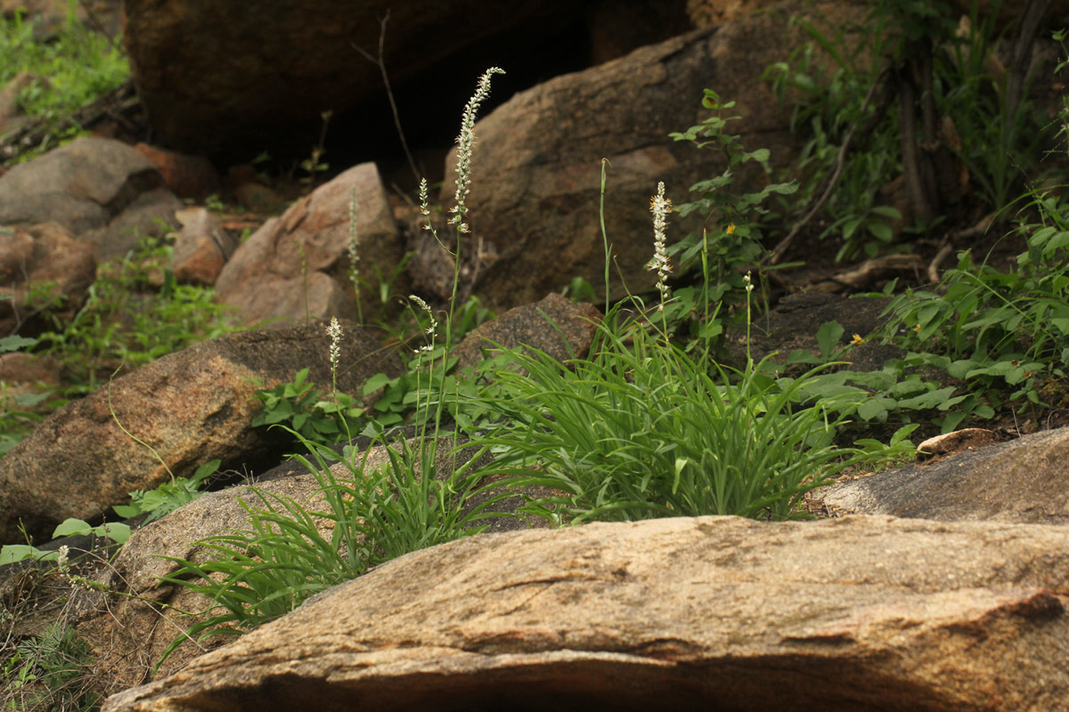 Chlorophytum longifolium