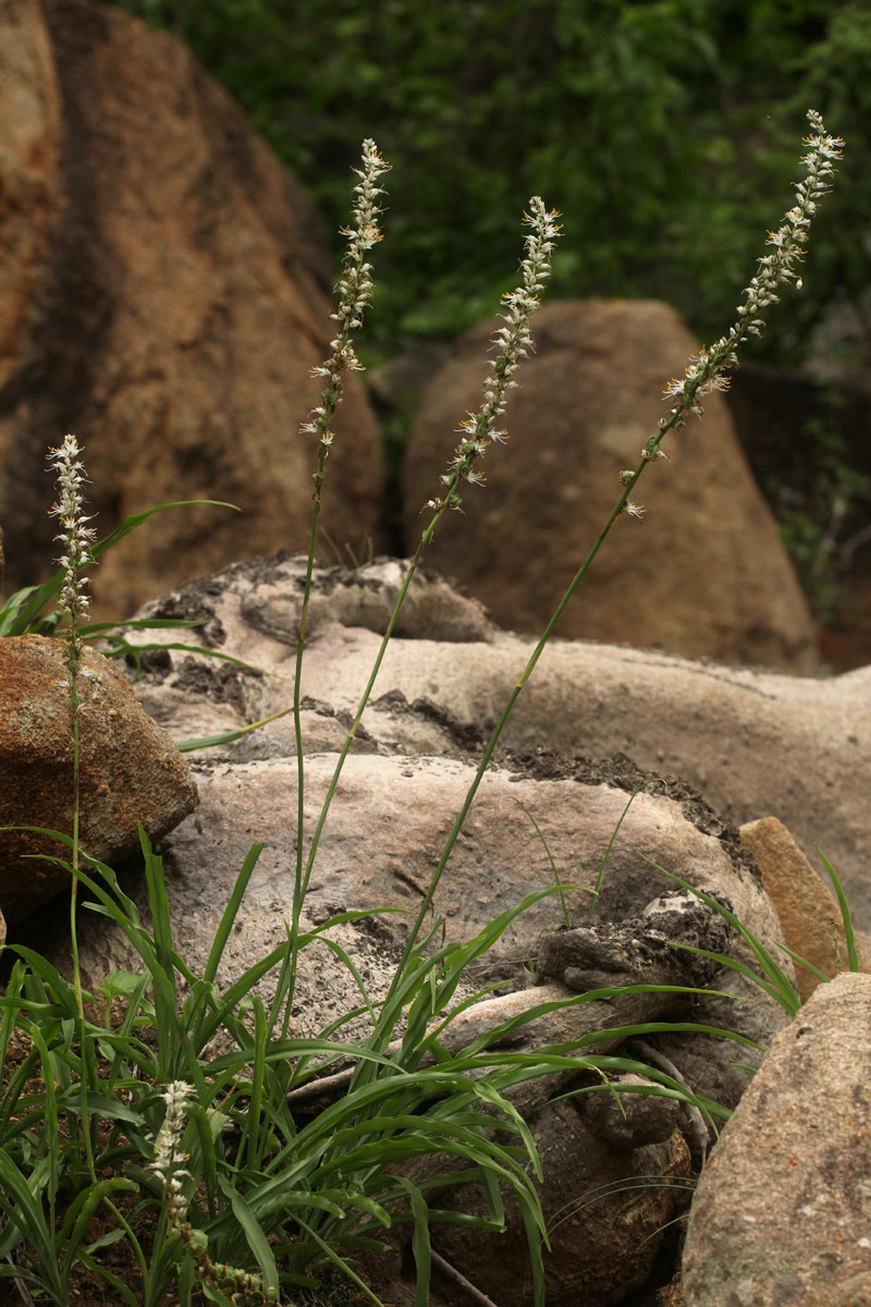 Chlorophytum longifolium