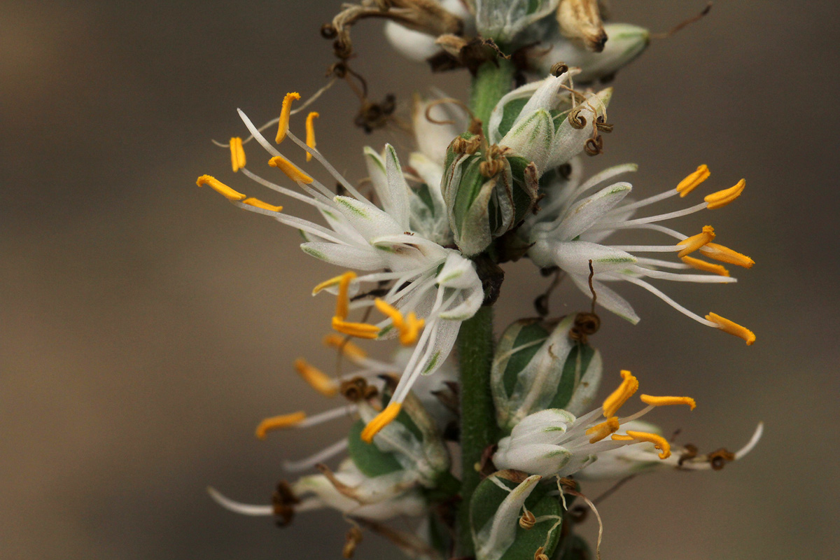 Chlorophytum longifolium