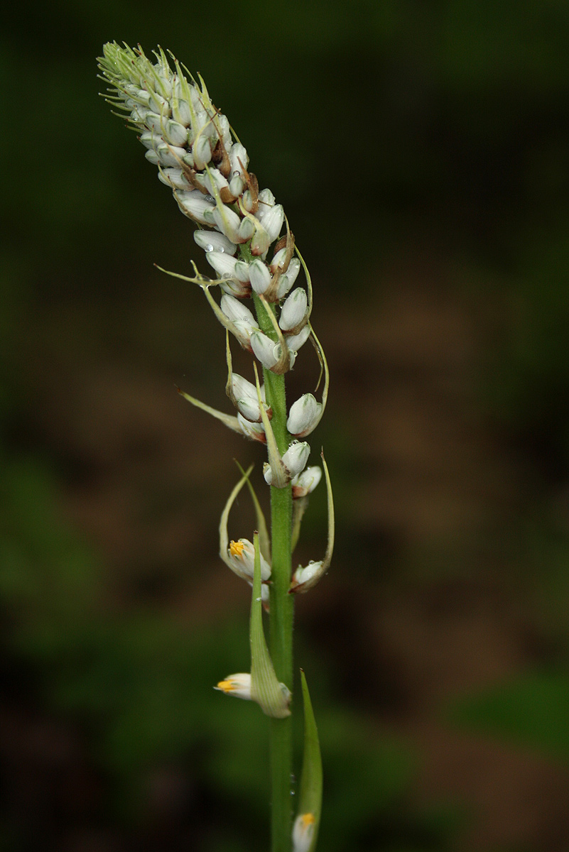 Chlorophytum longifolium