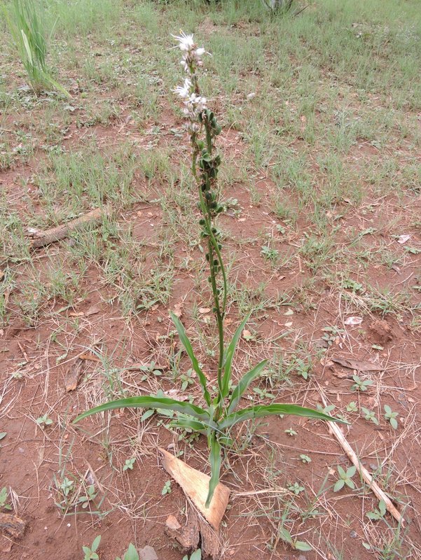 Chlorophytum longifolium Chlorophytum longifolium