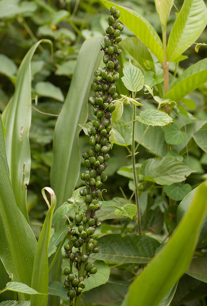 Chlorophytum macrophyllum