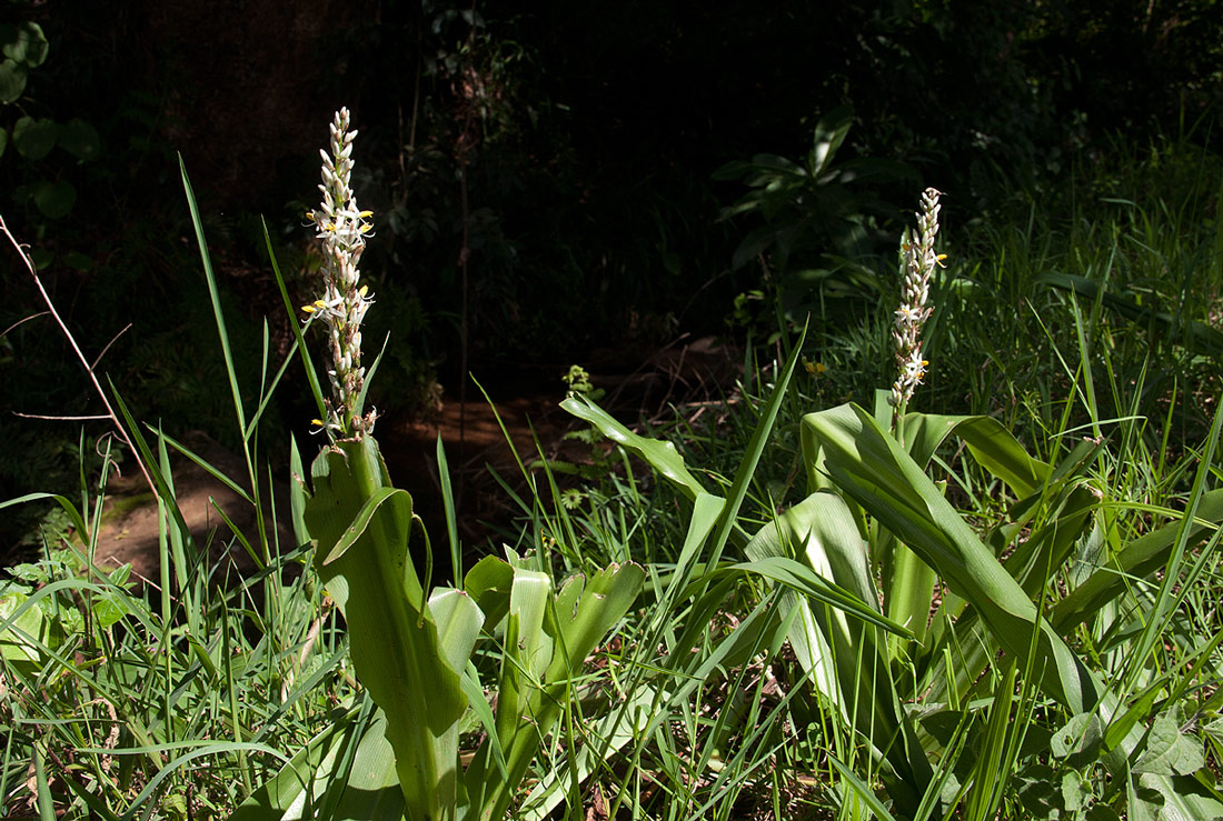 Chlorophytum macrophyllum