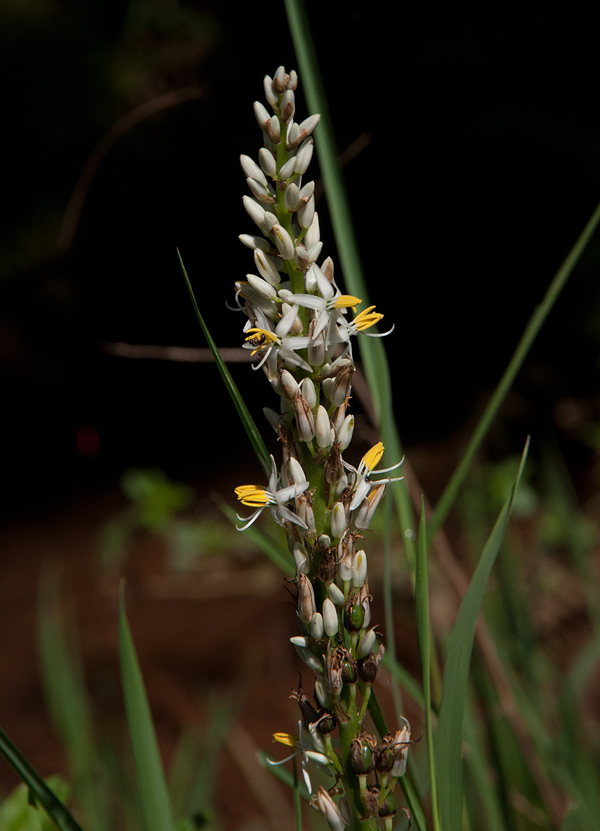 Chlorophytum macrophyllum