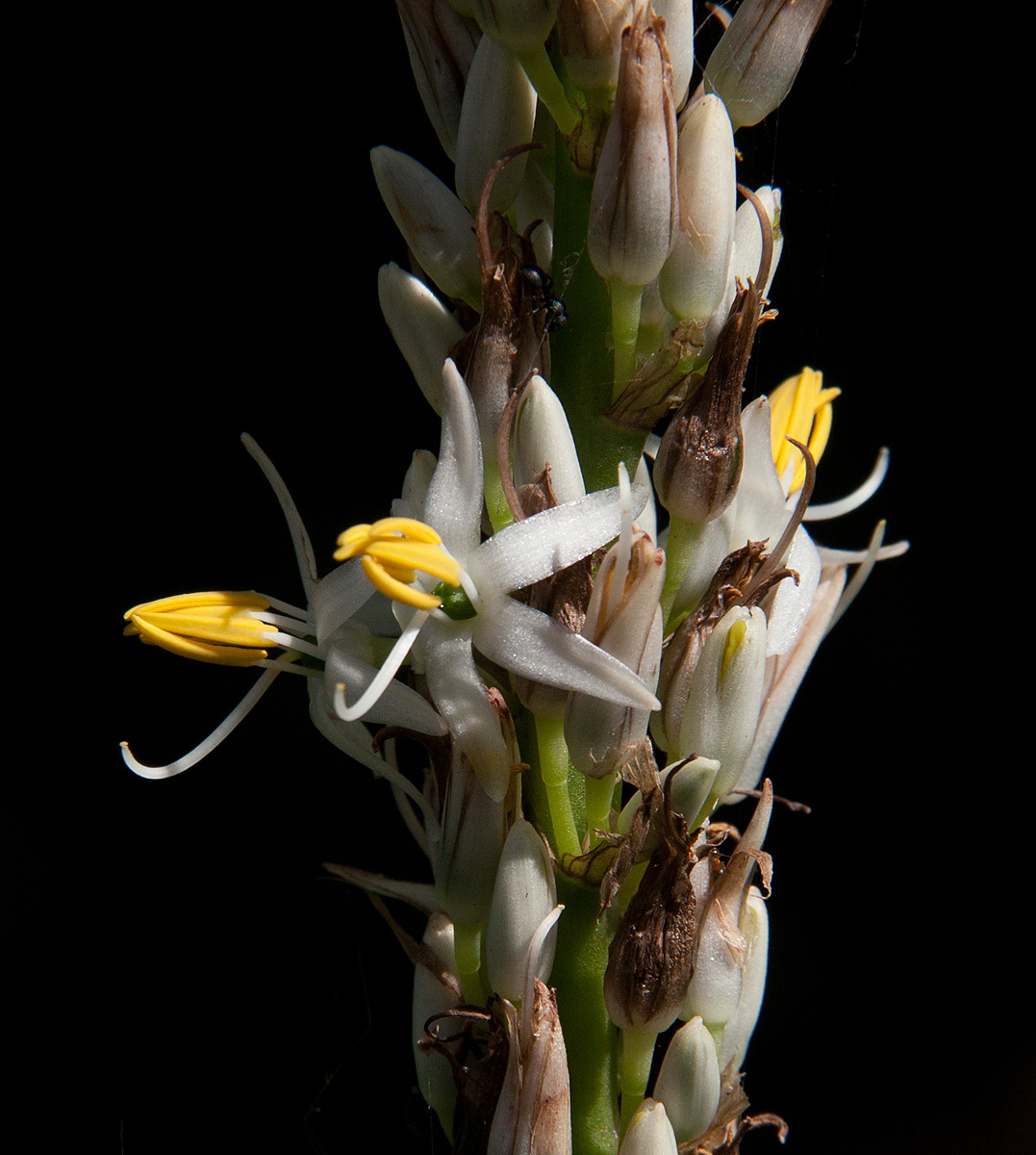 Chlorophytum macrophyllum