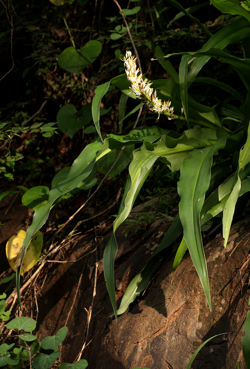 Chlorophytum macrophyllum Chlorophytum macrophyllum