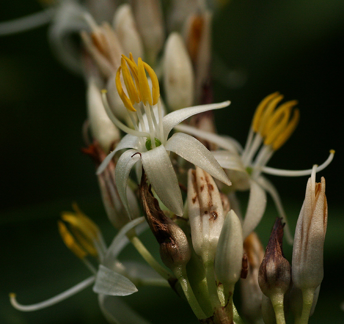 Chlorophytum macrophyllum