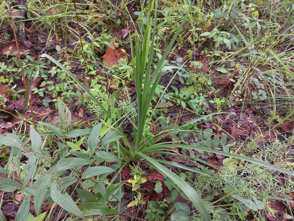 Chlorophytum recurvifolium Chlorophytum recurvifolium
