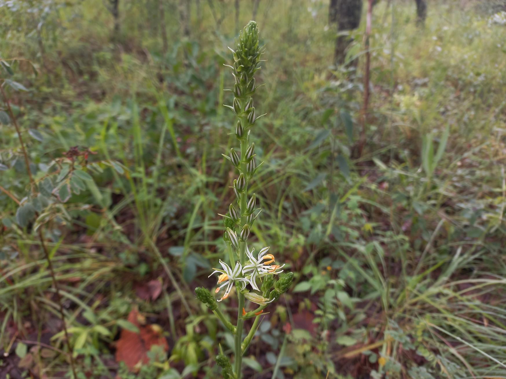 Chlorophytum recurvifolium