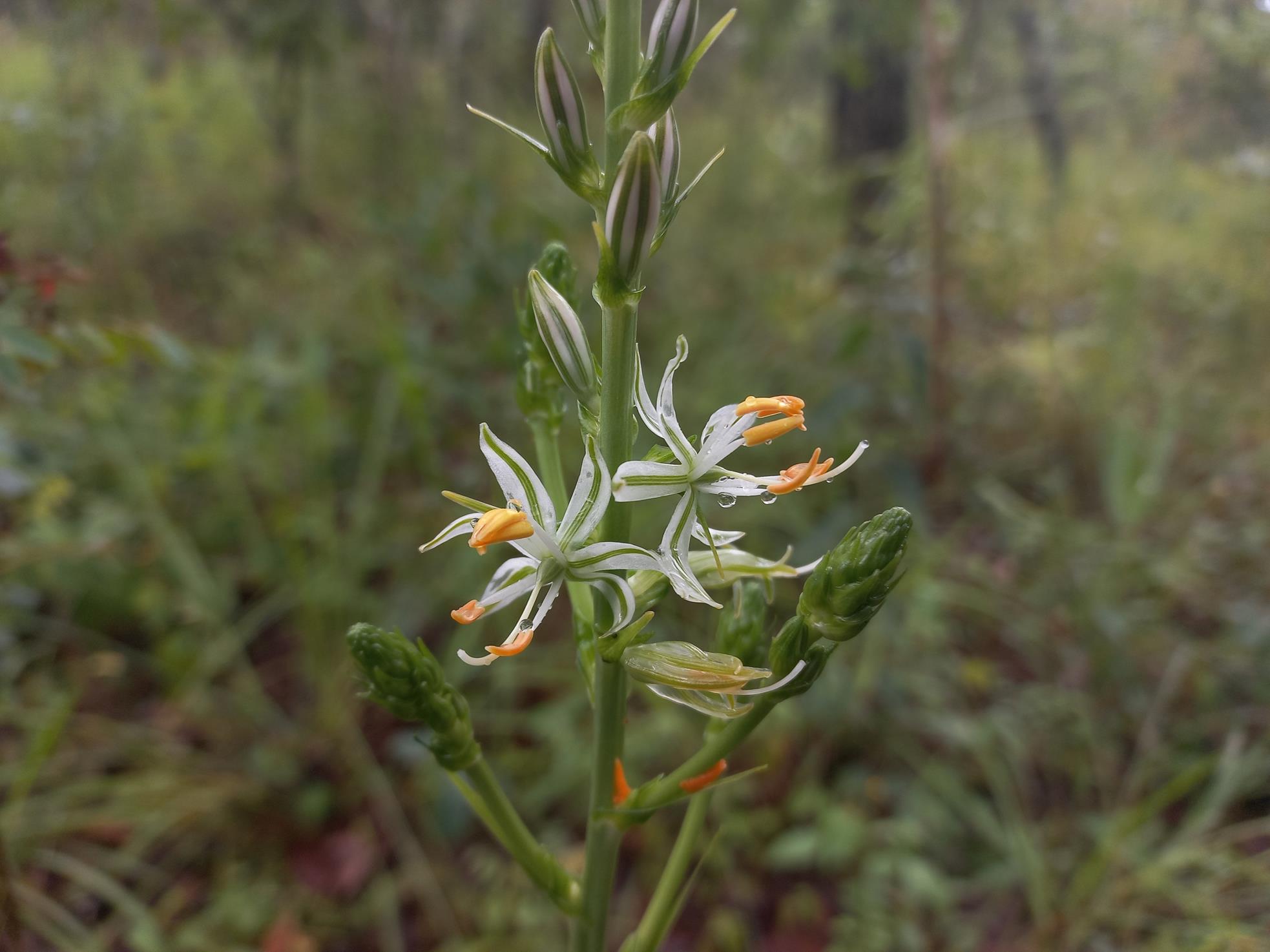 Chlorophytum recurvifolium Chlorophytum recurvifolium