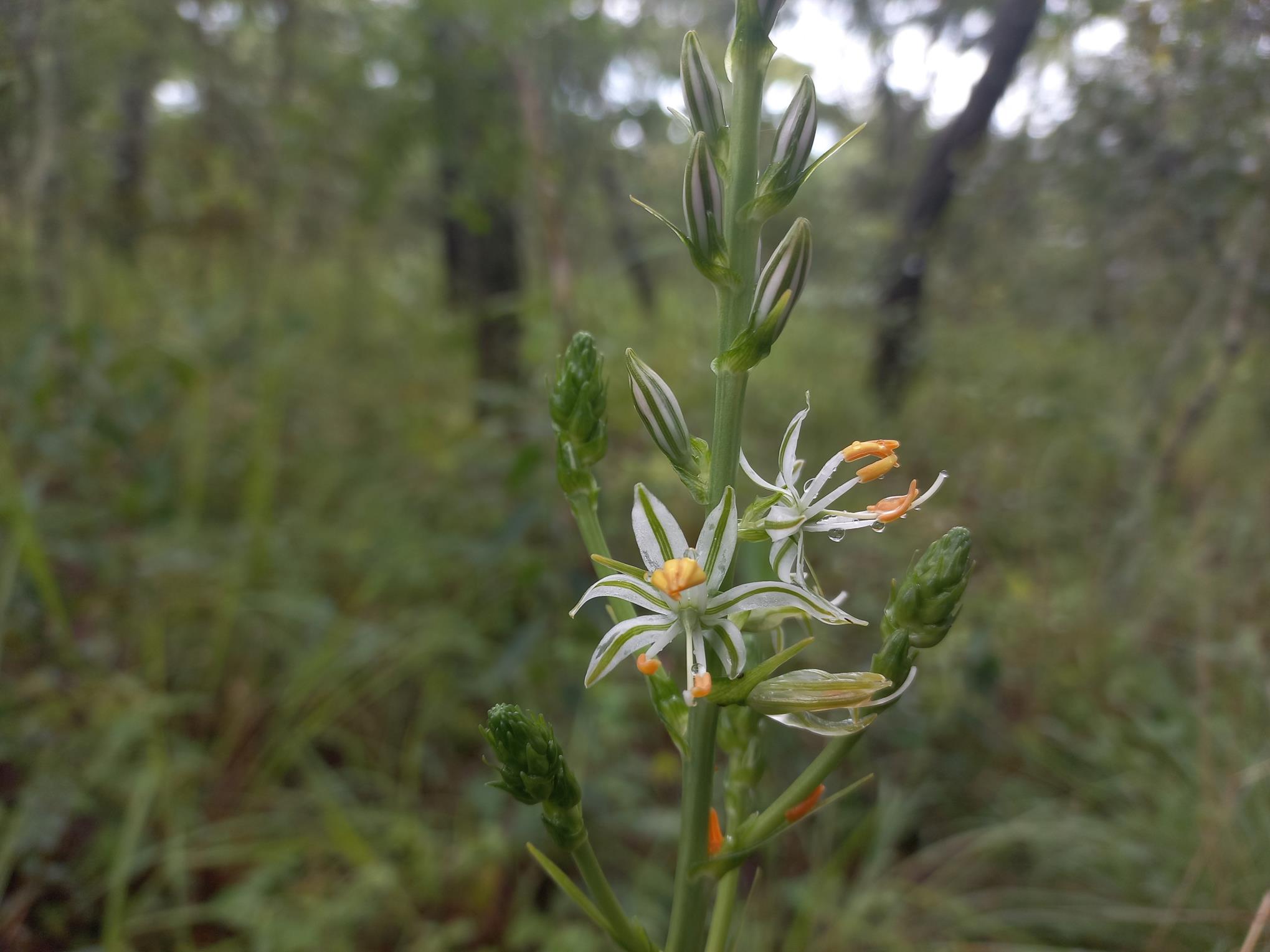 Chlorophytum recurvifolium
