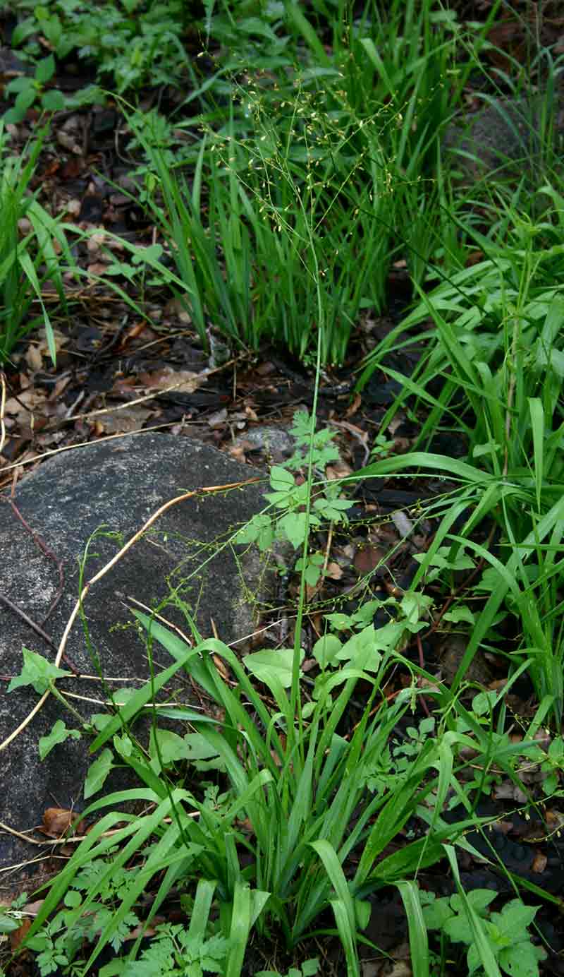 Chlorophytum polystachys