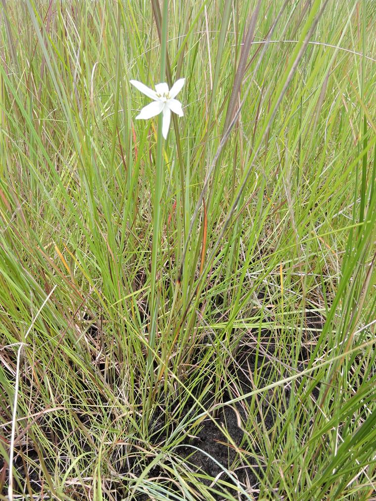 Chlorophytum cameronii var. pterocaulon Chlorophytum cameronii var. pterocaulon