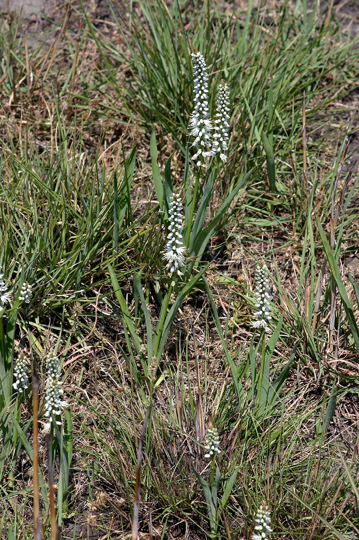 Chlorophytum silvaticum
