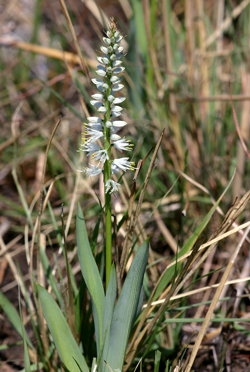 Chlorophytum silvaticum
