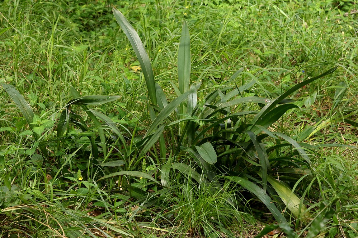 Chlorophytum sphacelatum var. milanjianum