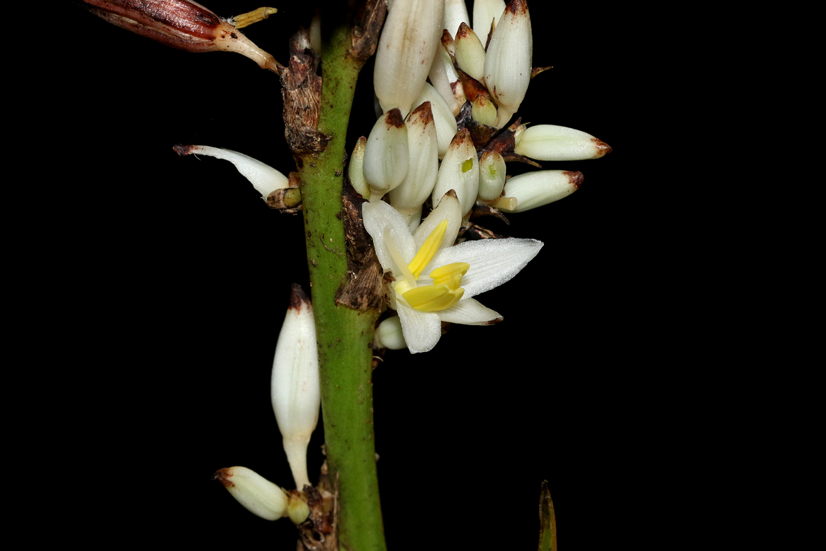 Chlorophytum sphacelatum var. milanjianum