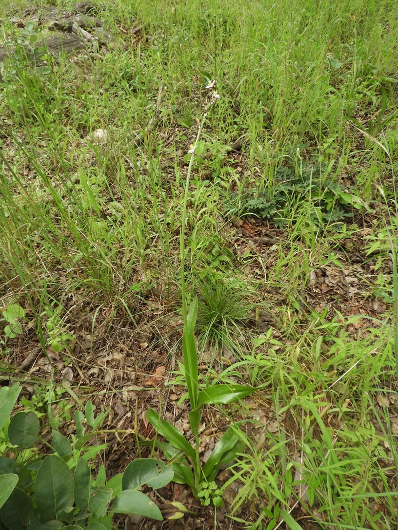 Chlorophytum sphacelatum var. milanjianum