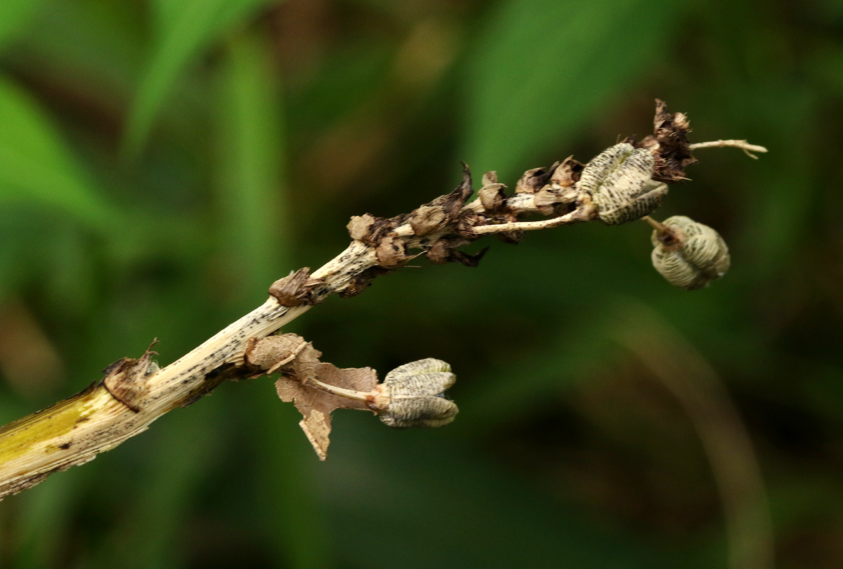 Chlorophytum sphacelatum var. milanjianum