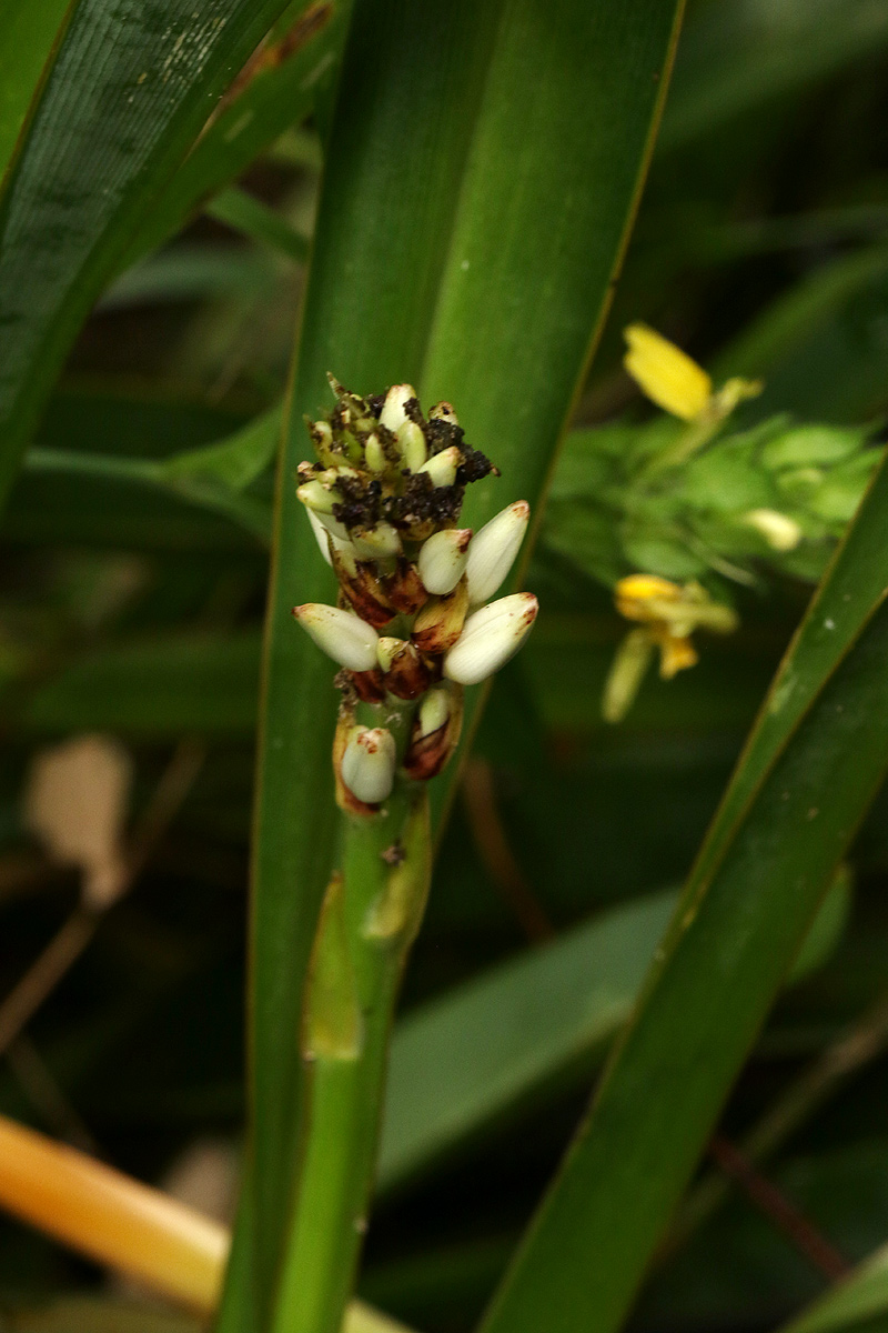 Chlorophytum sphacelatum var. milanjianum