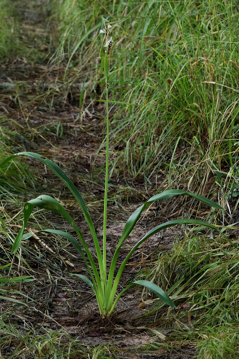 Chlorophytum sphacelatum var. milanjianum