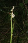Chlorophytum sphacelatum var. milanjianum