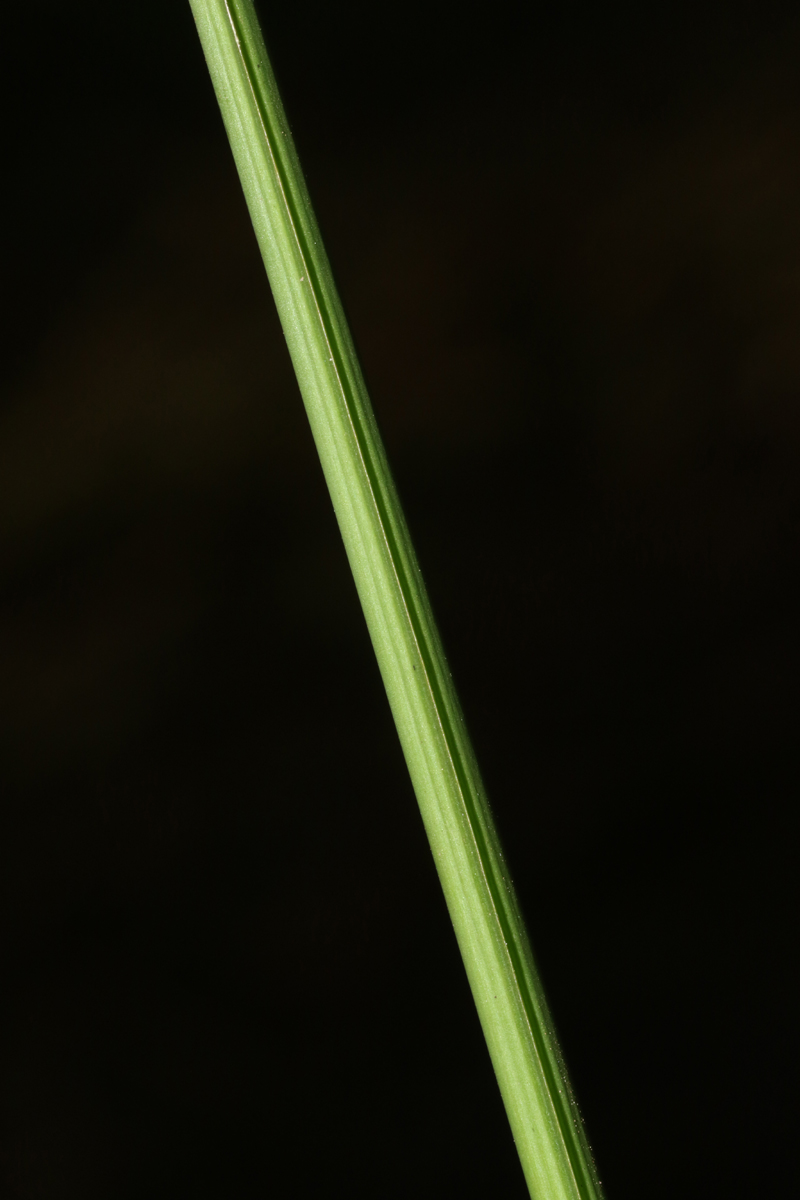 Chlorophytum sphacelatum var. milanjianum